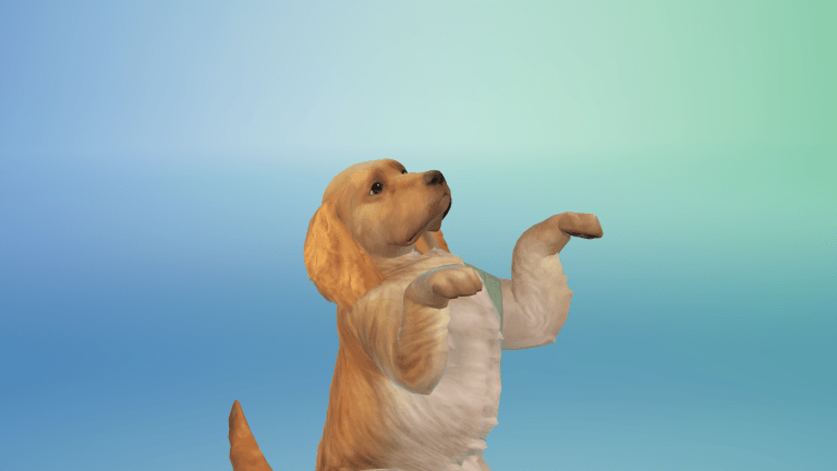 62 zdjęcia ze Stwórz Zwierzaka. Psy i koty na fotkach