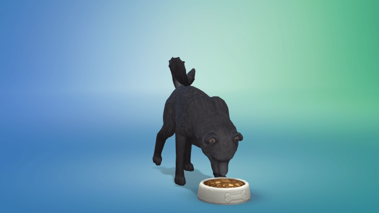 Poznaj cechy psów i kotów. Pełna lista z oficjalnym tłumaczeniem